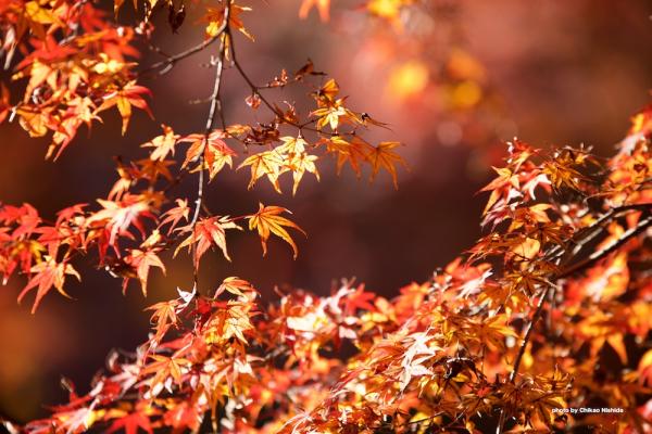 ファイル名: DFD_6564.jpg
ファイルサイズ: 274.9KB
→クリックで元のサイズを表示 DFD_6564