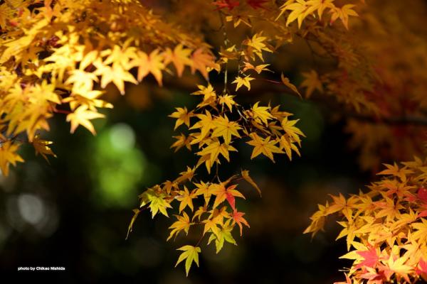 ファイル名: DFD_6616.jpg
ファイルサイズ: 206.9KB
→クリックで元のサイズを表示 DFD_6616