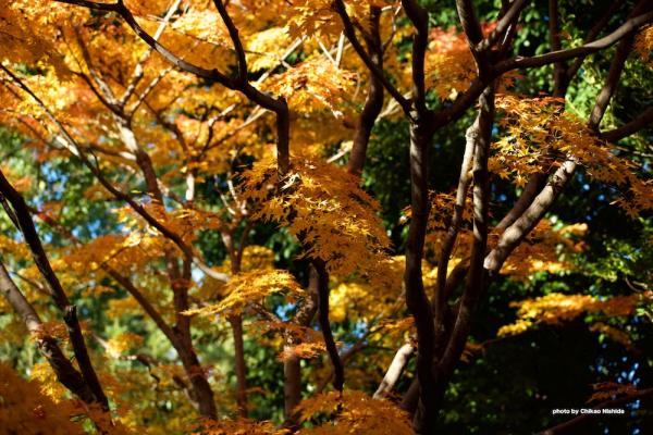 ファイル名: DFD_6618.jpg
ファイルサイズ: 345.5KB
→クリックで元のサイズを表示 DFD_6618