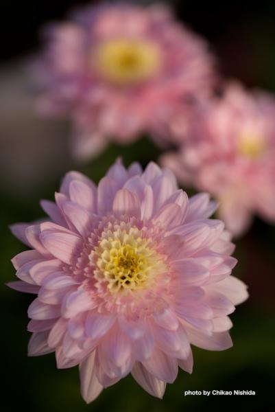 ファイル名: D75_4243.jpg
ファイルサイズ: 277.7KB
→クリックで元のサイズを表示 D75_4243