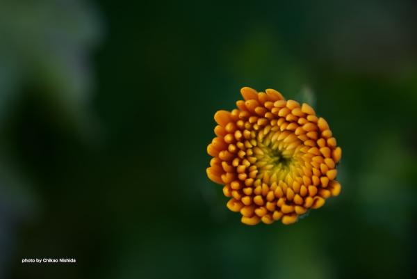 ファイル名: D75_4308.jpg
ファイルサイズ: 80KB
→クリックで元のサイズを表示 D75_4308