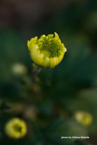 ファイル名: D75_4313.jpg
ファイルサイズ: 229.9KB
→クリックで元のサイズを表示 D75_4313