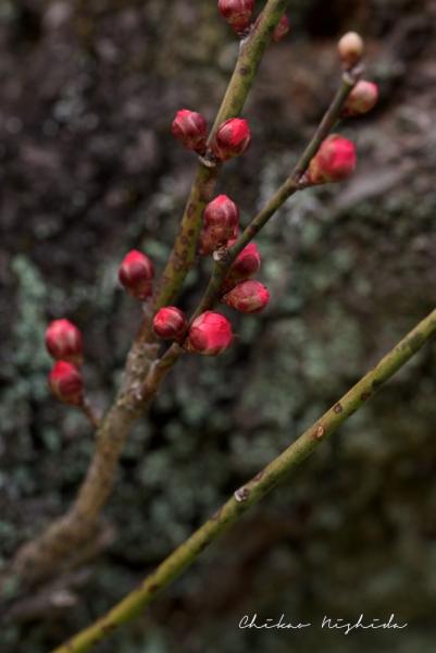 D75_7328