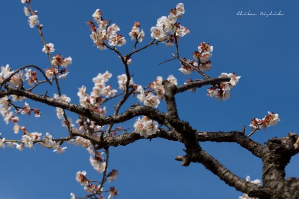 ファイル名: 800_5378.jpg
ファイルサイズ: 180.3KB
→クリックで元のサイズを表示 800_5378