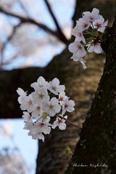 ファイル名: D75_8238.jpg
ファイルサイズ: 354.5KB
→クリックで元のサイズを表示 D75_8238