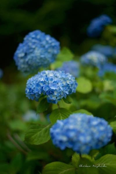 ファイル名: DFD_6710.jpg
ファイルサイズ: 337.7KB
→クリックで元のサイズを表示 DFD_6710