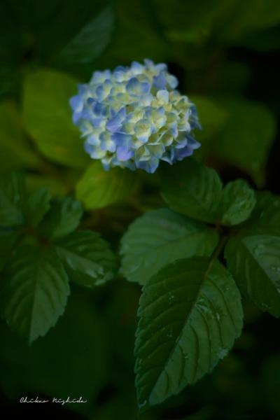 ファイル名: DFD_6726.jpg
ファイルサイズ: 324.2KB
→クリックで元のサイズを表示 DFD_6726