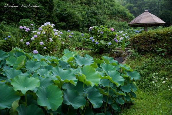 ファイル名: D75_1294.jpg
ファイルサイズ: 341.3KB
→クリックで元のサイズを表示 D75_1294