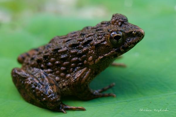 ファイル名: FROG.jpg
ファイルサイズ: 141.3KB
→クリックで元のサイズを表示 FROG