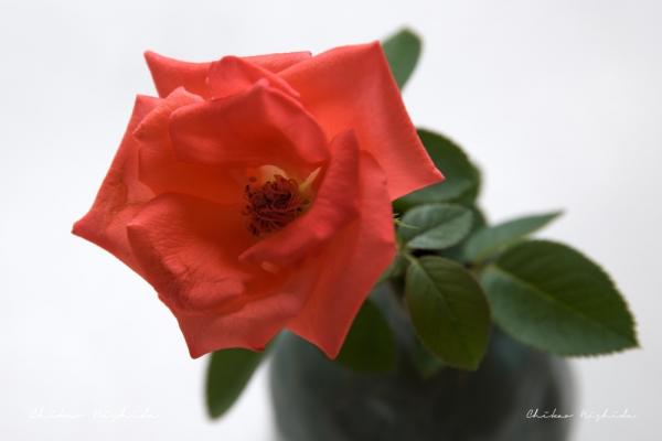ファイル名: tableflower1.jpg
ファイルサイズ: 89.4KB
→クリックで元のサイズを表示 tableflower1