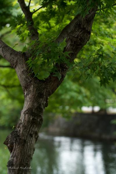 ファイル名: DFD_7657.jpg
ファイルサイズ: 403.7KB
→クリックで元のサイズを表示 DFD_7657