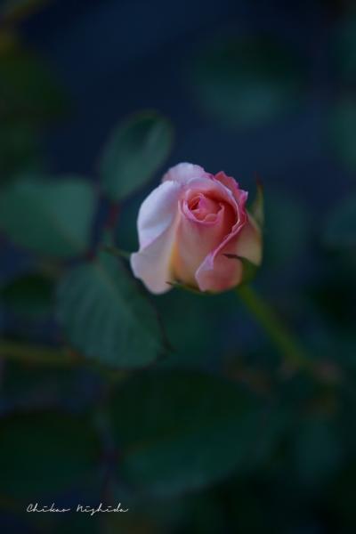 ファイル名: DFD_8561.jpg
ファイルサイズ: 269.2KB
→クリックで元のサイズを表示 DFD_8561