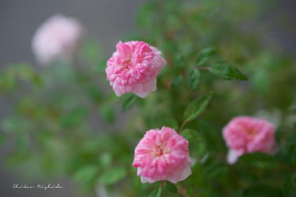 ファイル名: DFD_8815.jpg
ファイルサイズ: 90.9KB
→クリックで元のサイズを表示 DFD_8815