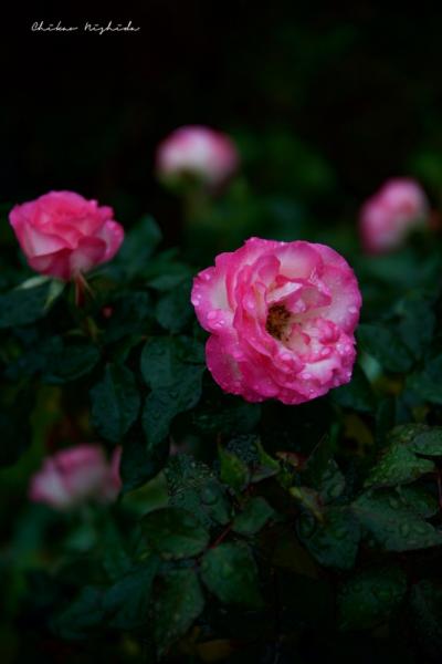 ファイル名: DFD_9325.jpg
ファイルサイズ: 324.8KB
→クリックで元のサイズを表示 DFD_9325