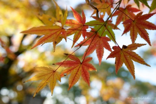 ファイル名: DFD_9676.jpg
ファイルサイズ: 192.2KB
→クリックで元のサイズを表示 DFD_9676