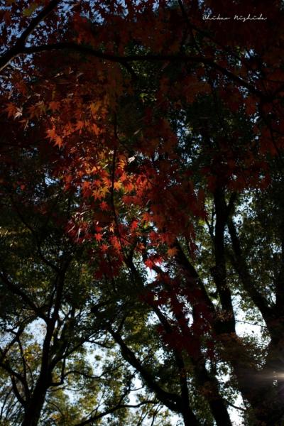ファイル名: DFD_9739.jpg
ファイルサイズ: 668.8KB
→クリックで元のサイズを表示 DFD_9739