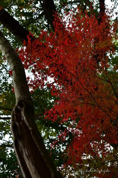 ファイル名: 850_7921.jpg
ファイルサイズ: 700.9KB
→クリックで元のサイズを表示 850_7921