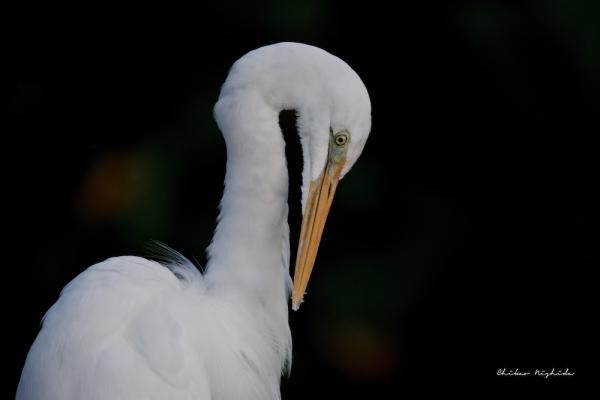 EGRET-