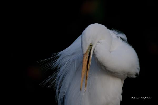 EGRET-2