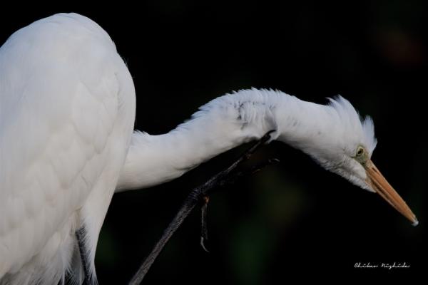 EGRET-3