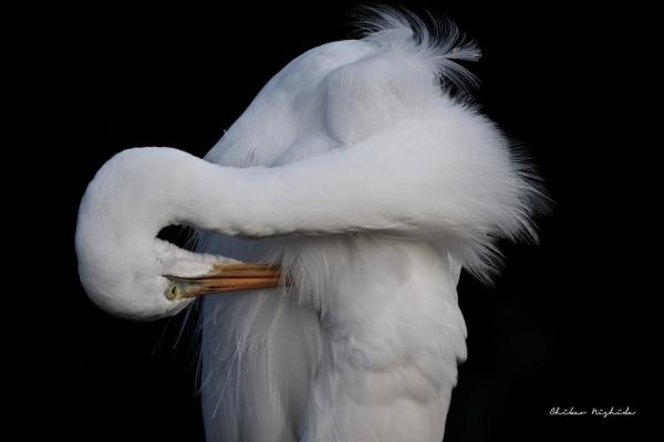 ファイル名: EGRET-4.jpg
ファイルサイズ: 95.7KB
→クリックで元のサイズを表示 EGRET-4