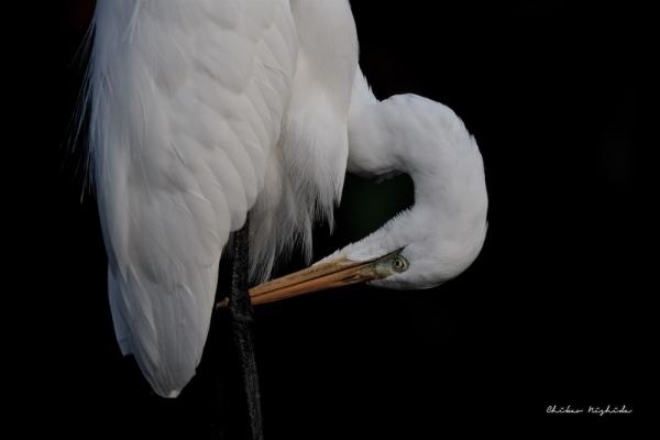 EGRET-5