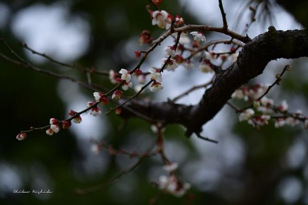 ファイル名: 850_6413.jpg
ファイルサイズ: 128.3KB
→クリックで元のサイズを表示 850_6413