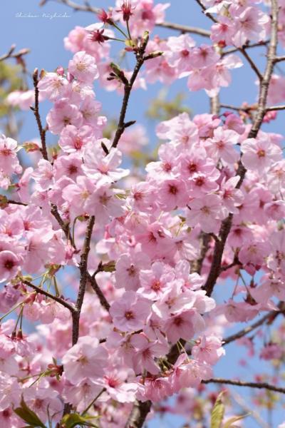 ファイル名: 60-3.jpg
ファイルサイズ: 477.1KB
→クリックで元のサイズを表示 60-3