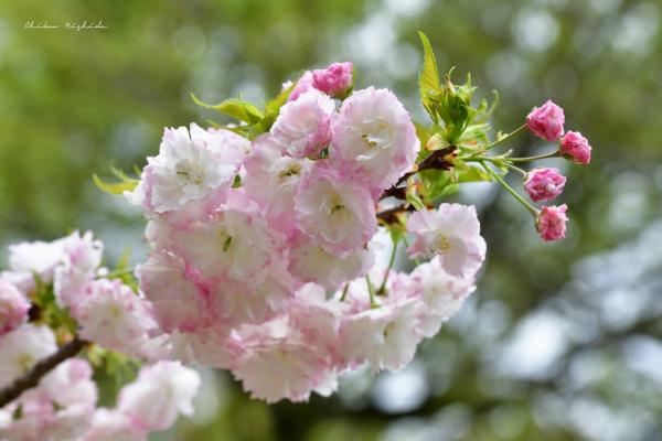 ファイル名: 850_8178.jpg
ファイルサイズ: 159.4KB
→クリックで元のサイズを表示 850_8178