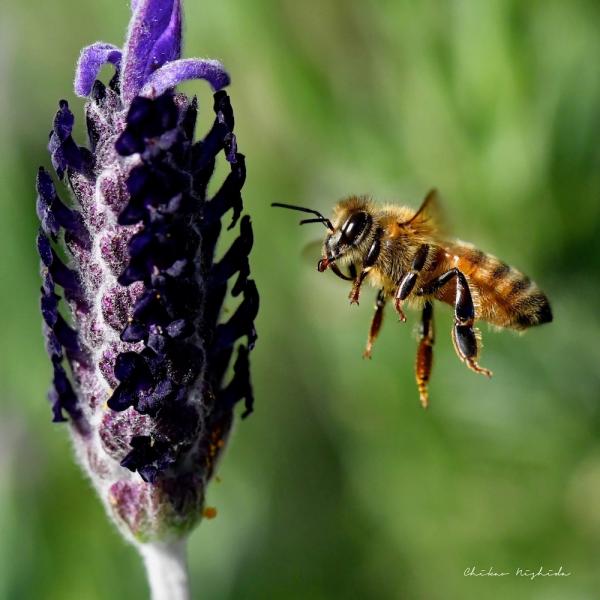 ファイル名: bee-1.jpg
ファイルサイズ: 283.8KB
→クリックで元のサイズを表示 bee-1