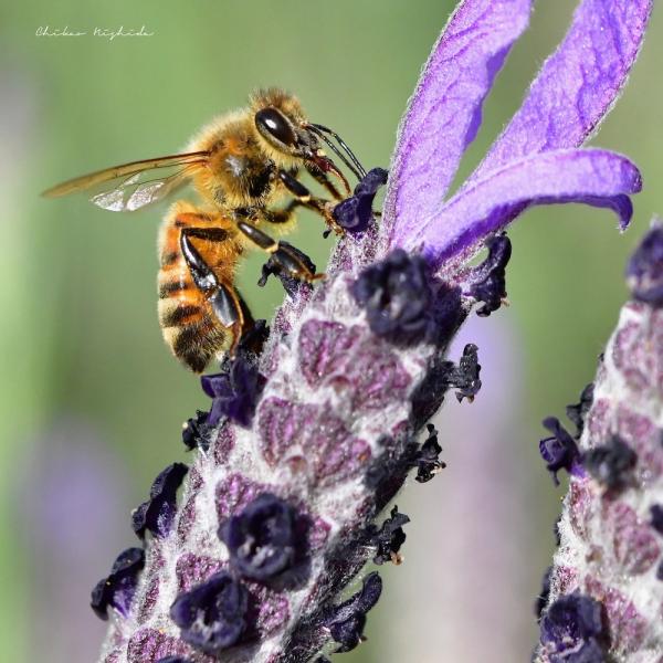 ファイル名: bee-3.jpg
ファイルサイズ: 349.1KB
→クリックで元のサイズを表示 bee-3