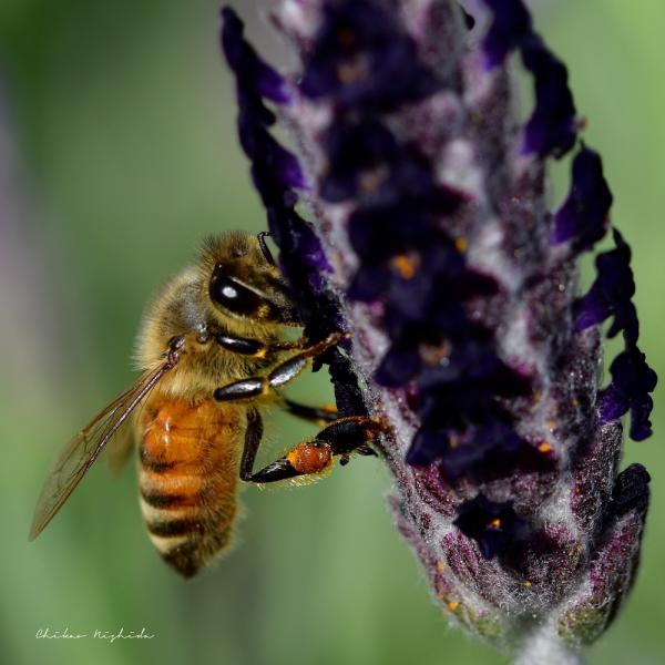ファイル名: bee-4.jpg
ファイルサイズ: 245.7KB
→クリックで元のサイズを表示 bee-4