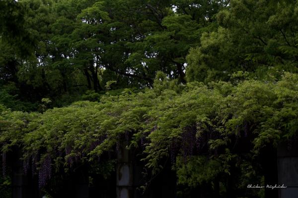 ファイル名: DFD_2218.jpg
ファイルサイズ: 318.7KB
→クリックで元のサイズを表示 DFD_2218