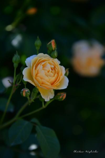 ファイル名: 850_0642.jpg
ファイルサイズ: 226.6KB
→クリックで元のサイズを表示 850_0642
