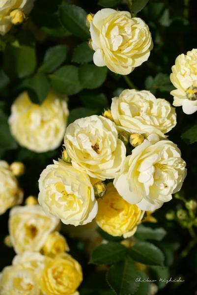 ファイル名: GoldenBorder.jpg
ファイルサイズ: 386.6KB
→クリックで元のサイズを表示 GoldenBorder
