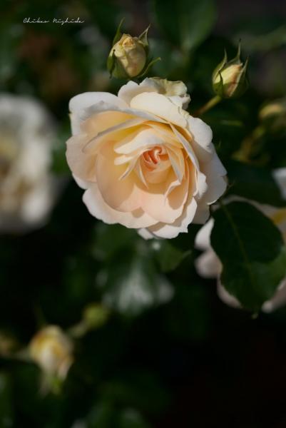 ファイル名: MarieAntoinette.jpg
ファイルサイズ: 275KB
→クリックで元のサイズを表示 MarieAntoinette