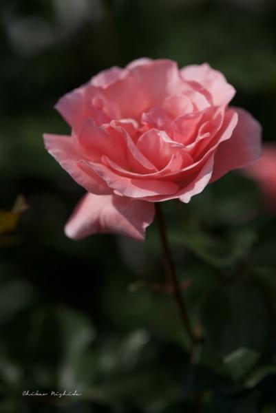 ファイル名: QueenElizabeth.jpg
ファイルサイズ: 239.4KB
→クリックで元のサイズを表示 QueenElizabeth