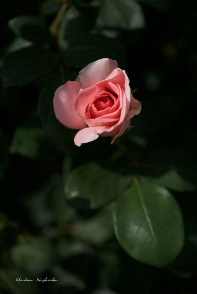 ファイル名: SummerLady.jpg
ファイルサイズ: 227.1KB
→クリックで元のサイズを表示 SummerLady