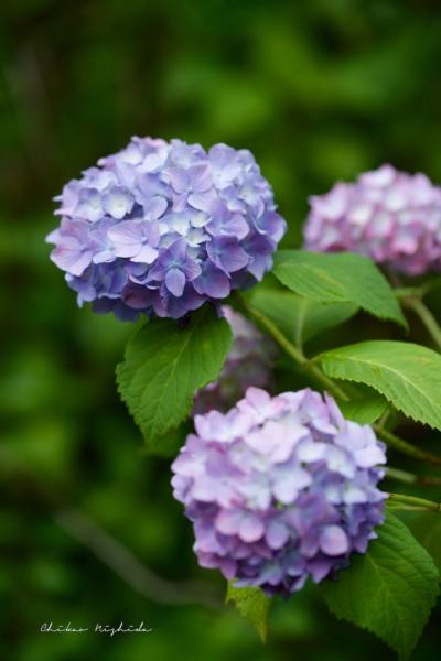 ファイル名: DFD_3246.jpg
ファイルサイズ: 366.7KB
→クリックで元のサイズを表示 DFD_3246
