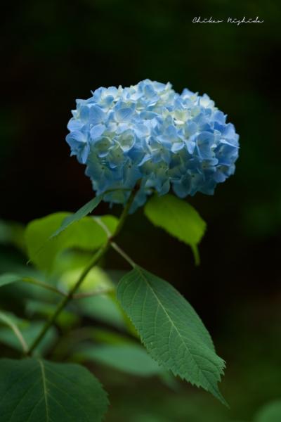 ファイル名: DFD_3295.jpg
ファイルサイズ: 309.3KB
→クリックで元のサイズを表示 DFD_3295
