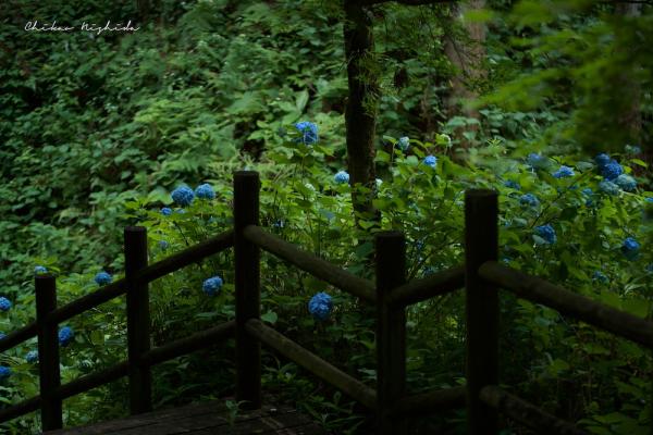 ファイル名: DFD_3384.jpg
ファイルサイズ: 284.4KB
→クリックで元のサイズを表示 DFD_3384