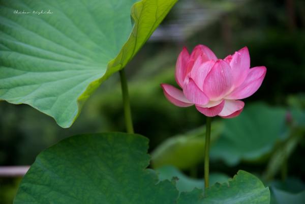 ファイル名: D75_2243.jpg
ファイルサイズ: 115.1KB
→クリックで元のサイズを表示 D75_2243