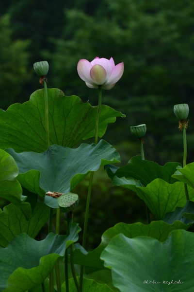 ファイル名: 850_5836.jpg
ファイルサイズ: 329.6KB
→クリックで元のサイズを表示 850_5836