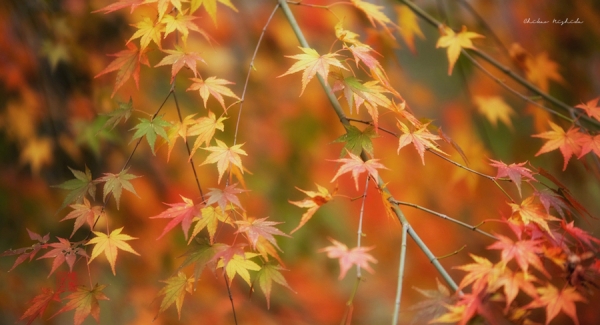 momiji