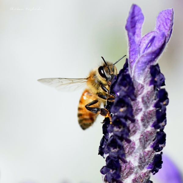 bee