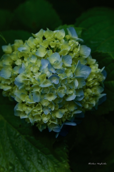 ファイル名: D85_6432.jpeg
ファイルサイズ: 357KB
→クリックで元のサイズを表示 D85_6432