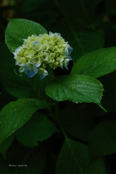 ファイル名: D85_6445.jpeg
ファイルサイズ: 342.5KB
→クリックで元のサイズを表示 D85_6445
