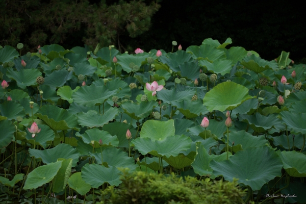 ファイル名: D85_8167.jpeg
ファイルサイズ: 861.1KB
→クリックで元のサイズを表示 D85_8167