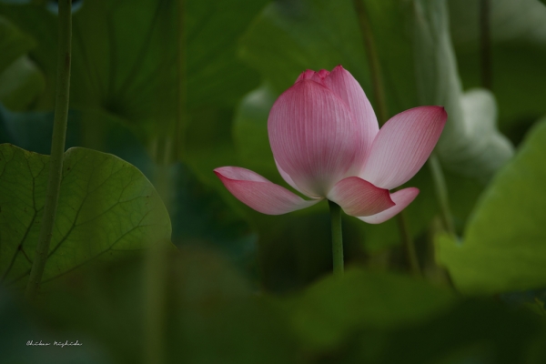 ファイル名: D85_8250.jpeg
ファイルサイズ: 526.4KB
→クリックで元のサイズを表示 D85_8250