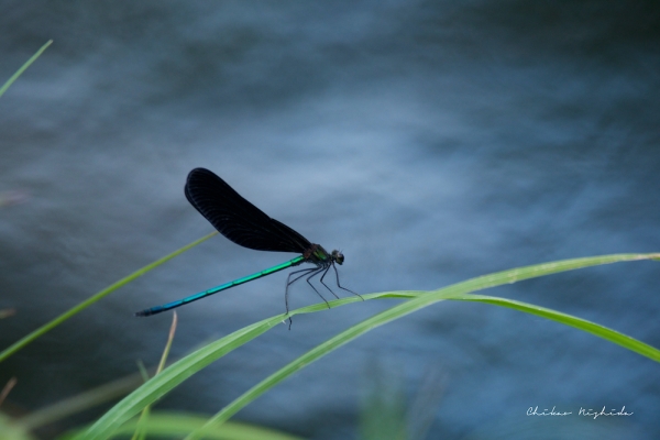 ファイル名: butterfly1.jpeg
ファイルサイズ: 611.8KB
→クリックで元のサイズを表示 butterfly1